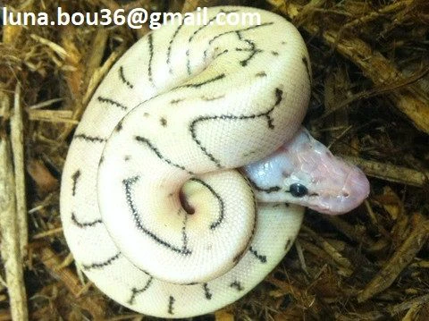 in vendita: pitone reale (royal python) – feu spinner soufflé