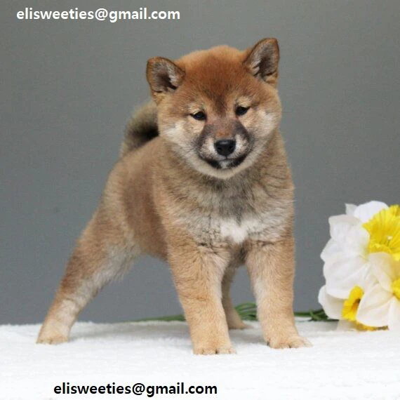 shiba inu in cerca di casa