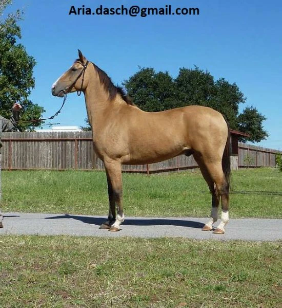 cavallo kuguar akhal-téké hongre in vendita