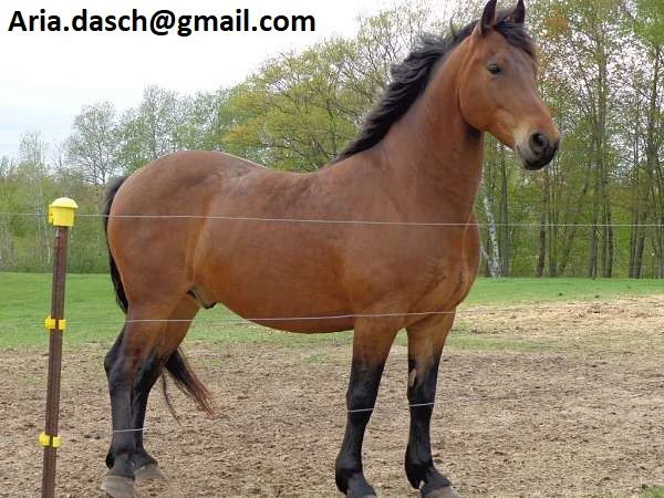 cavalli hongre in vendita – contatto diretto via email