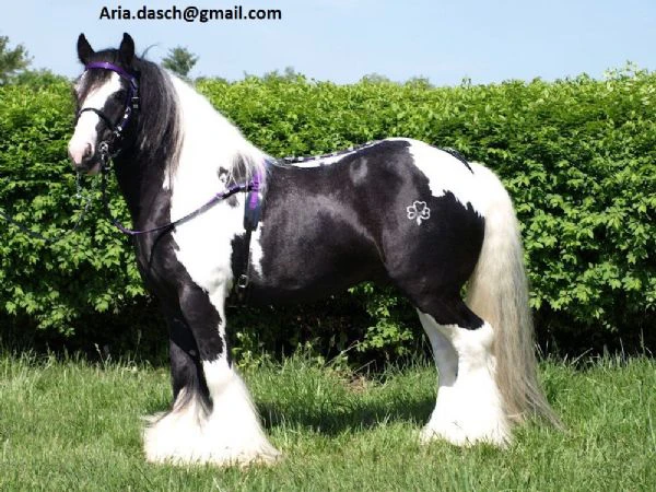 cavalli gypsy in vendita – contatto diretto via email