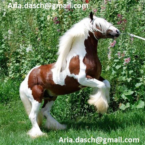 offro cavalli gypsy allevati con cura e passione