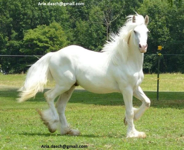 cavallo zingaro in vendita