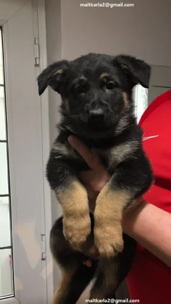 cuccioli di pastore tedesco disponibili 