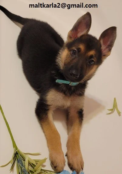 pastore tedesco – cuccioli in vendita 