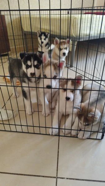 cuccioli di husky 