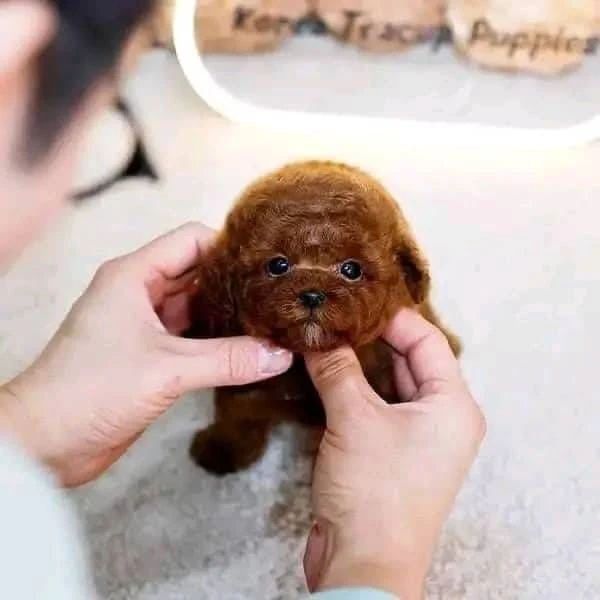 cuccioli di barboncino toy 