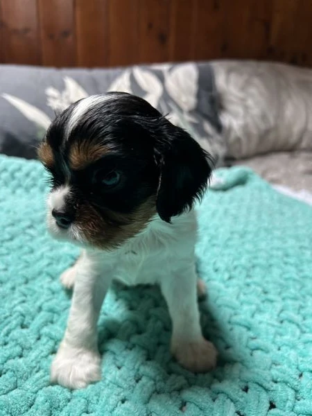 cuccioli cavalier king charles spaniel - milano | Foto 1