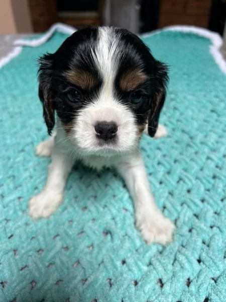 cuccioli cavalier king charles spaniel - milano | Foto 0