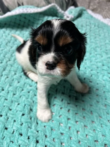 cuccioli cavalier king charles spaniel - milano