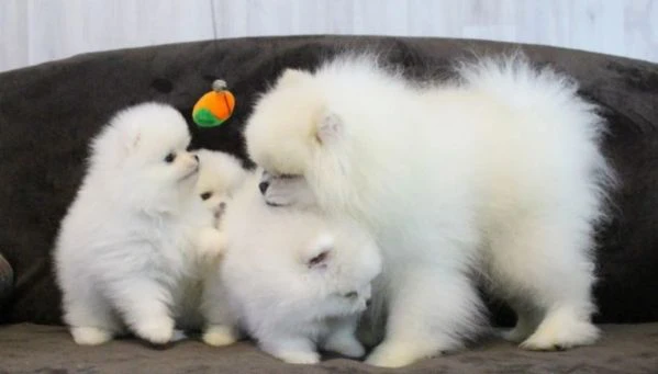 adorabili cuccioli di spitz di pomerania di razza pura
