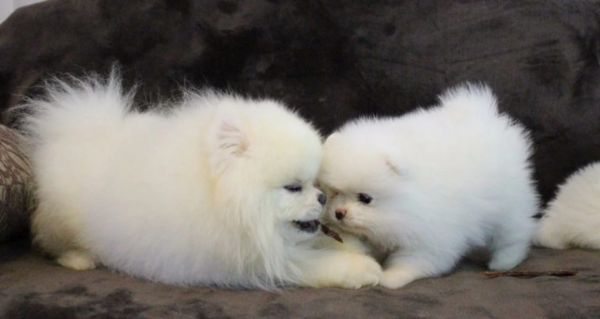 adorabili cuccioli di spitz di pomerania di razza pura | Foto 0