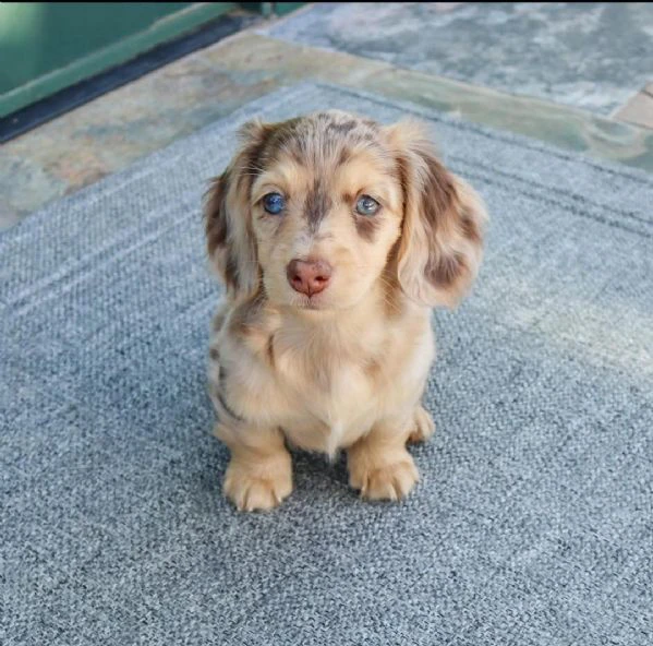 cucciolo di bassotto disponibile per l'adozione