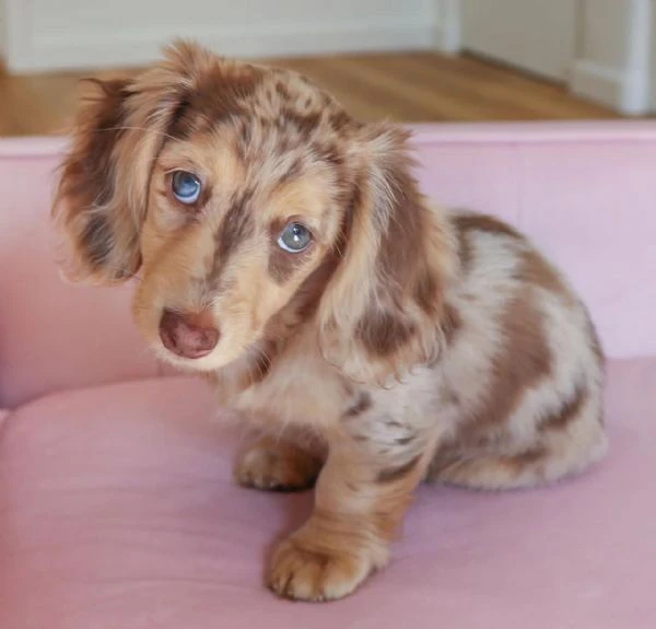 cucciolo di bassotto disponibile per l'adozione,,