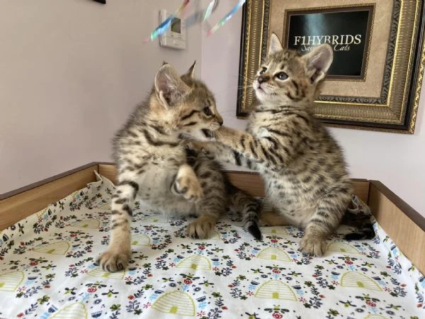 bellissimi cuccioli savannah f5 disponibili | Foto 6