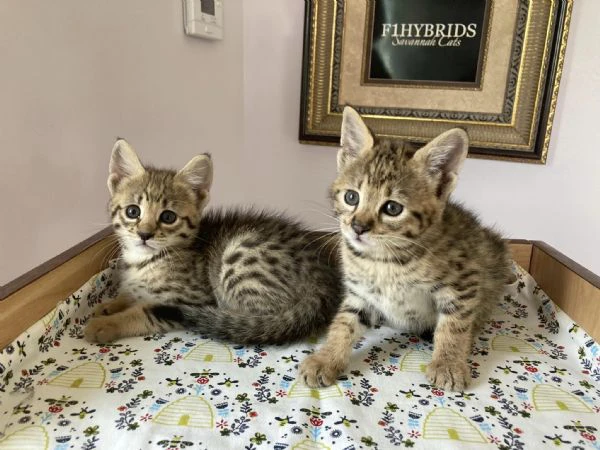 bellissimi cuccioli savannah f5 disponibili | Foto 5