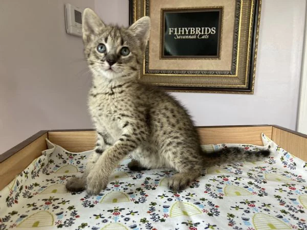 bellissimi cuccioli savannah f5 disponibili | Foto 2