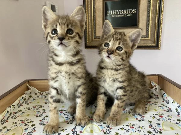 bellissimi cuccioli savannah f5 disponibili | Foto 1