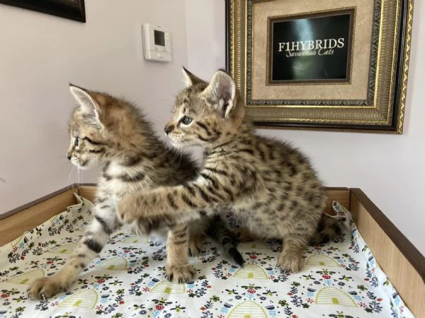 bellissimi cuccioli savannah f5 disponibili | Foto 0