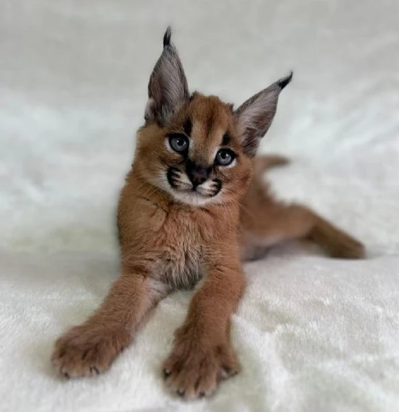 cuccioli di caracal e serval disponibili | Foto 5