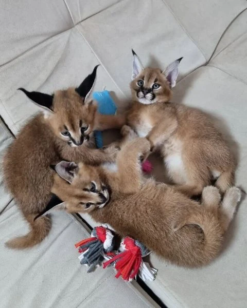 cuccioli di caracal e serval disponibili
