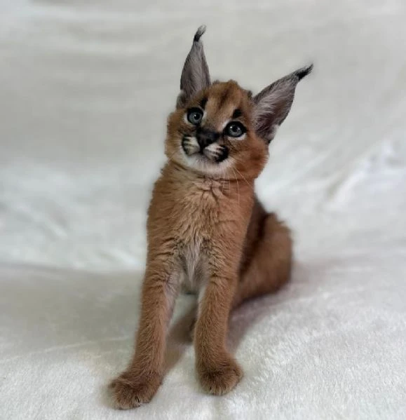 cuccioli di caracal e serval disponibili | Foto 0