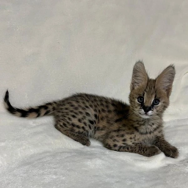 disponibile un simpatico gattino serval | Foto 1
