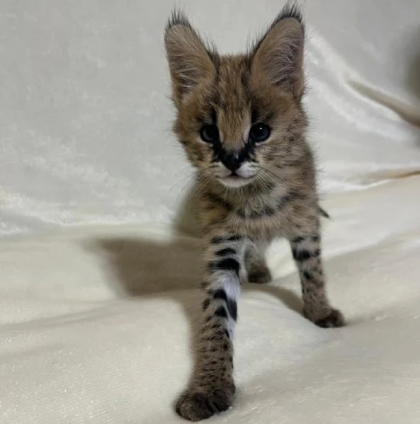 disponibile un simpatico gattino serval | Foto 0