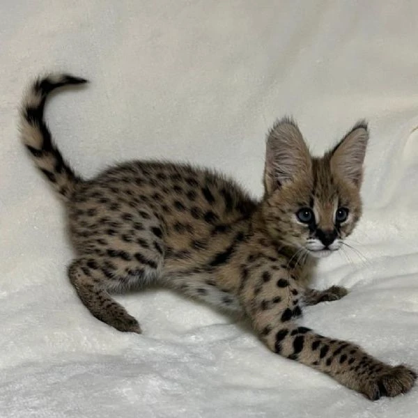 disponibile un simpatico gattino serval
