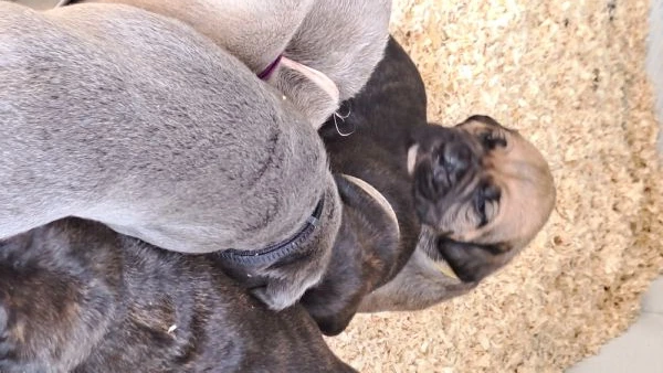cane corso cuccioli  | Foto 2