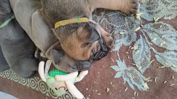 cane corso cuccioli  | Foto 1