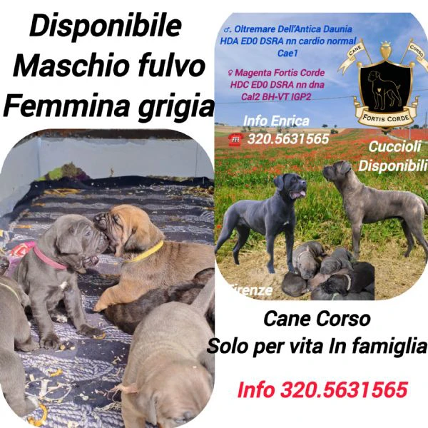 cane corso cuccioli 