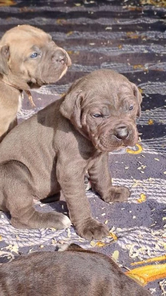 cane corso cuccioli  | Foto 0