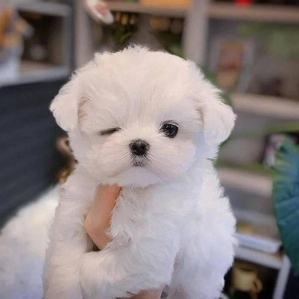 maltese toy di tre mesi 