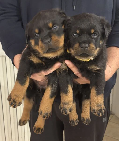cuccioli rottweiler con pedigree  | Foto 2