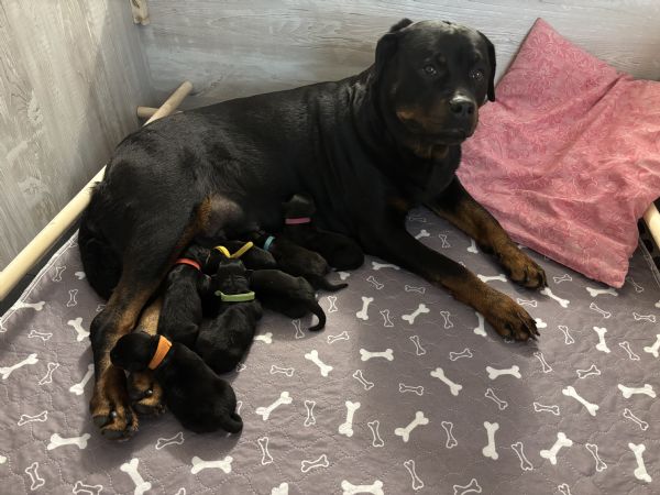 cuccioli rottweiler con pedigree  | Foto 4