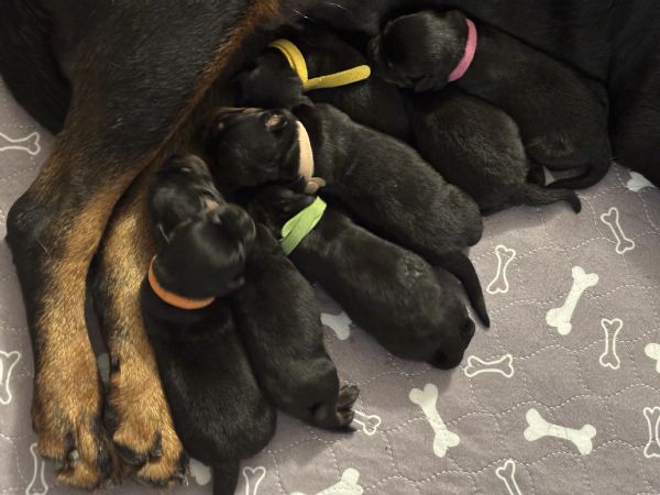 cuccioli rottweiler con pedigree  | Foto 3