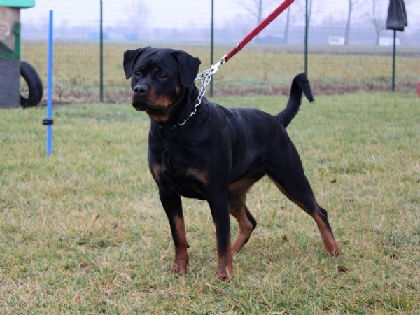cuccioli rottweiler con pedigree  | Foto 2