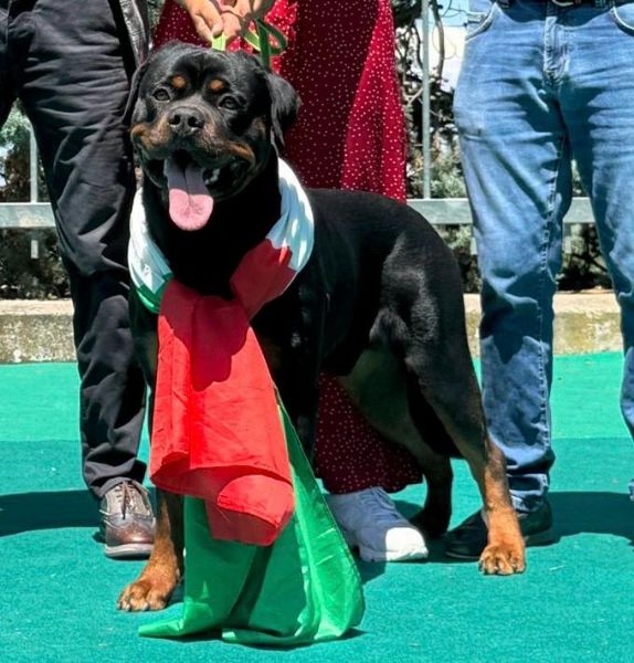cuccioli rottweiler con pedigree  | Foto 1