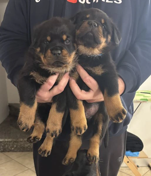 cuccioli rottweiler con pedigree  | Foto 1