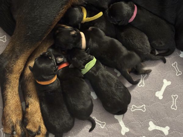 cuccioli rottweiler con pedigree  | Foto 0