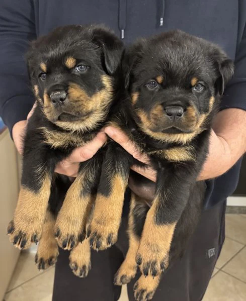 cuccioli rottweiler con pedigree  | Foto 0
