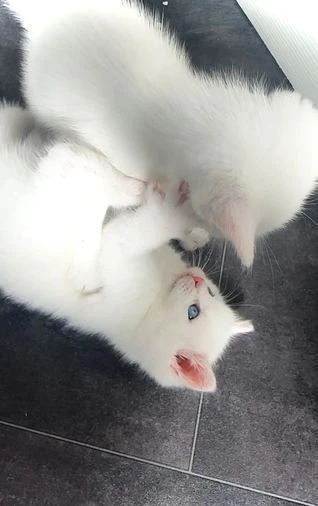 gattini bsh sicuri di sé