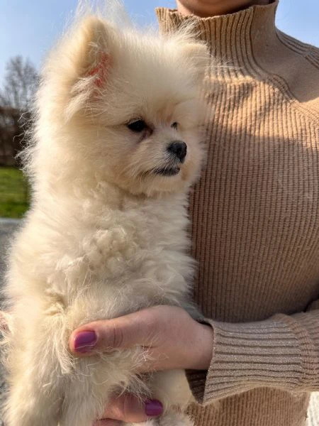 cuccioli pomapoo dolcezza e qualità in un unico ❤️ | Foto 3