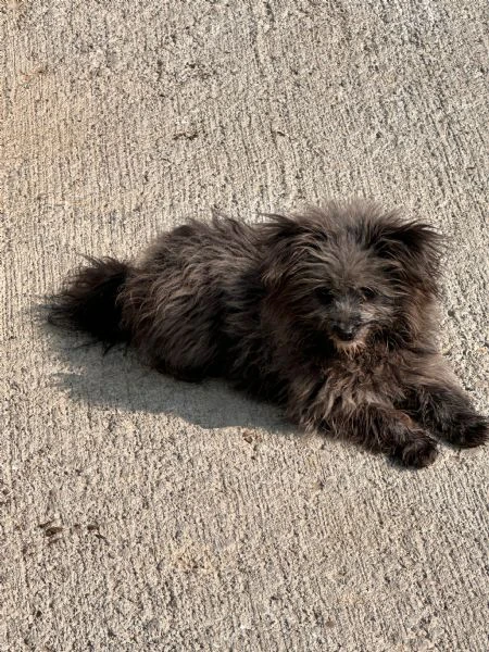 cuccioli pomapoo dolcezza e qualità in un unico ❤️ | Foto 1