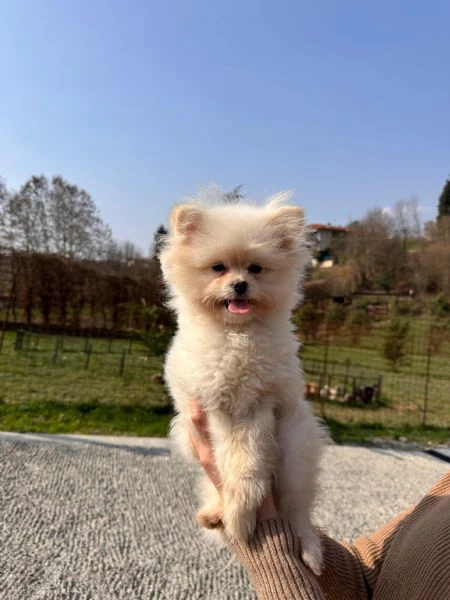 cuccioli pomapoo dolcezza e qualità in un unico ❤️ | Foto 0