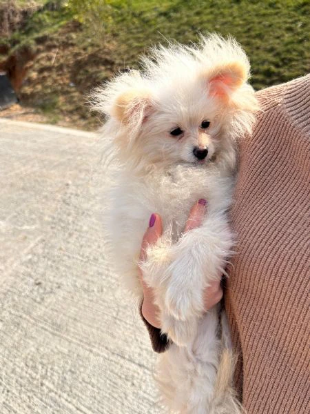 cuccioli pomapoo dolcezza e qualità in un unico ❤️ | Foto 3