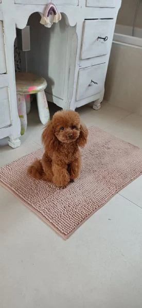 cuccioli di barboncino  | Foto 6