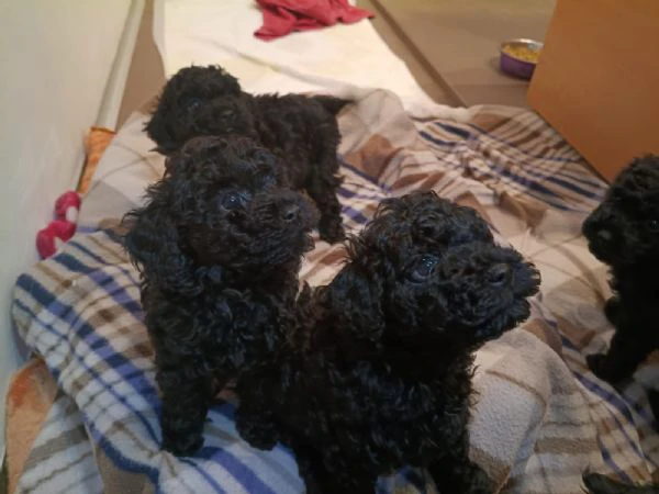 cuccioli di barboncino 