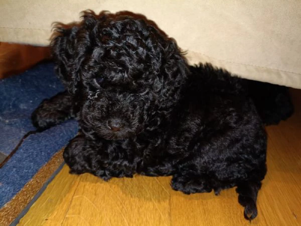 cuccioli di barboncino  | Foto 4